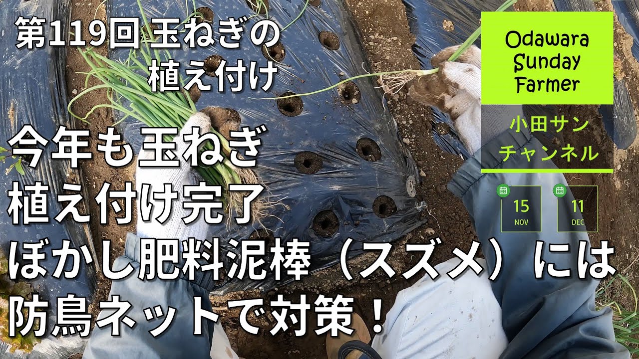今年も玉ねぎ植え付け完了ぼかし肥料泥棒（スズメ）には防鳥ネットで対策！ ー 第119回 玉ねぎの植え付け【家庭菜園】【ながめて楽しむ農作業】