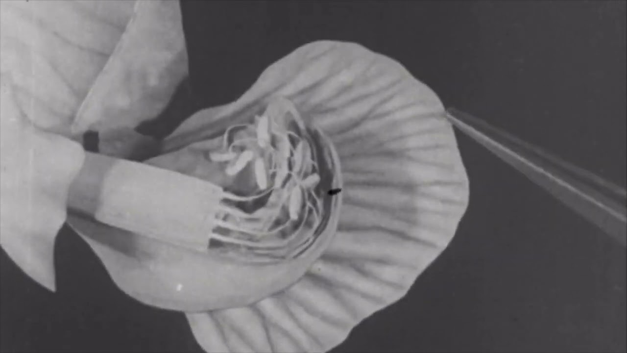 The Growth of Plants: Film Scoring