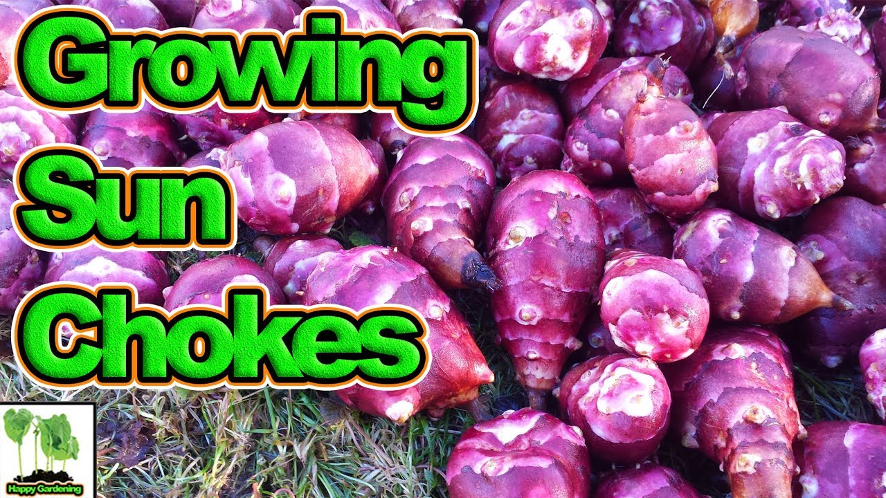 How To Grow Jerusalem Artichokes / Sun Chokes