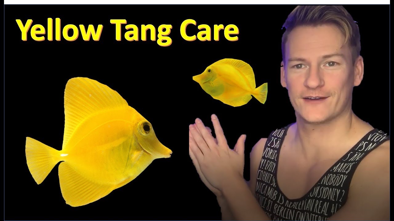 Keeping a Yellow Tang in my 1000 litre Reef Tank