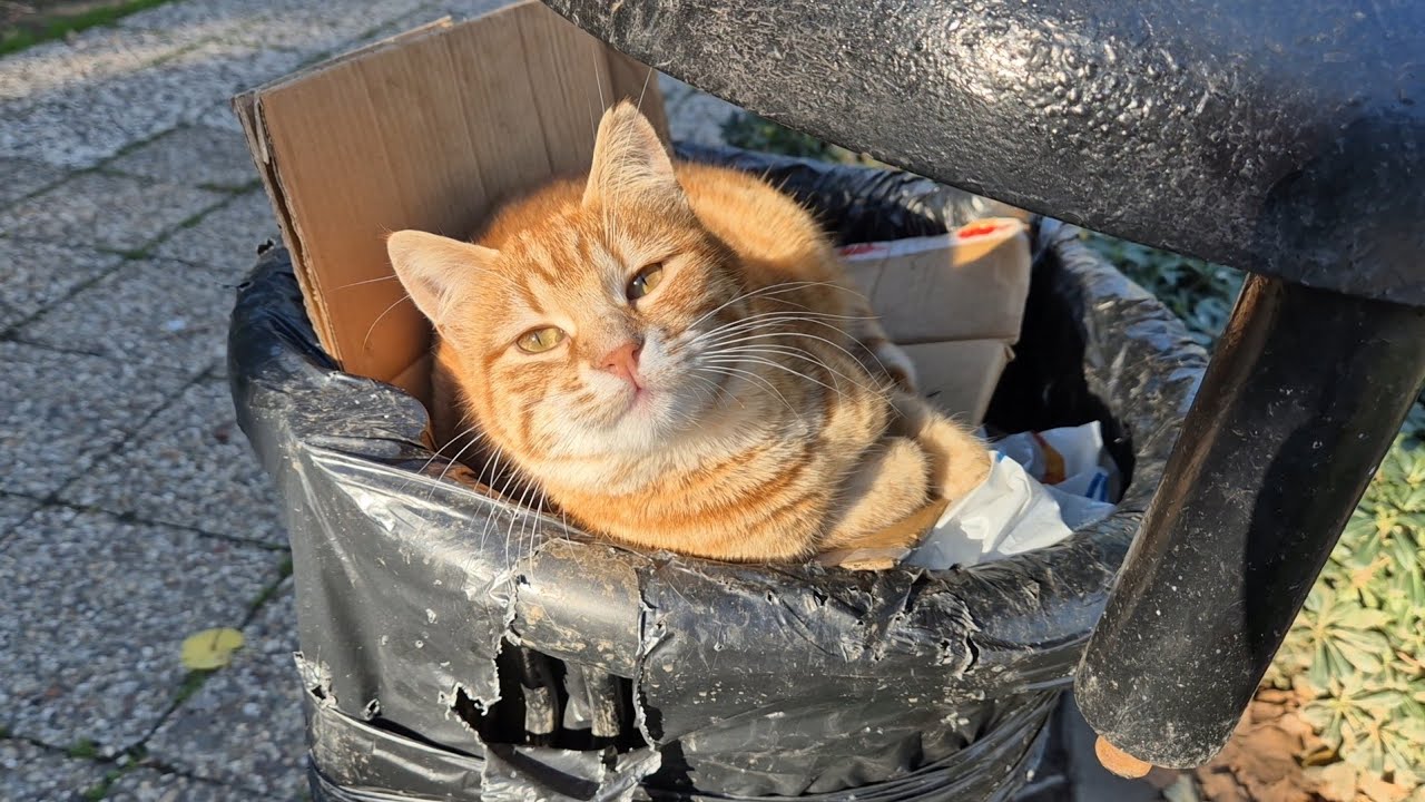 A Homeless Stray Cat Sleeping in a Trash Can to Stay Warm.