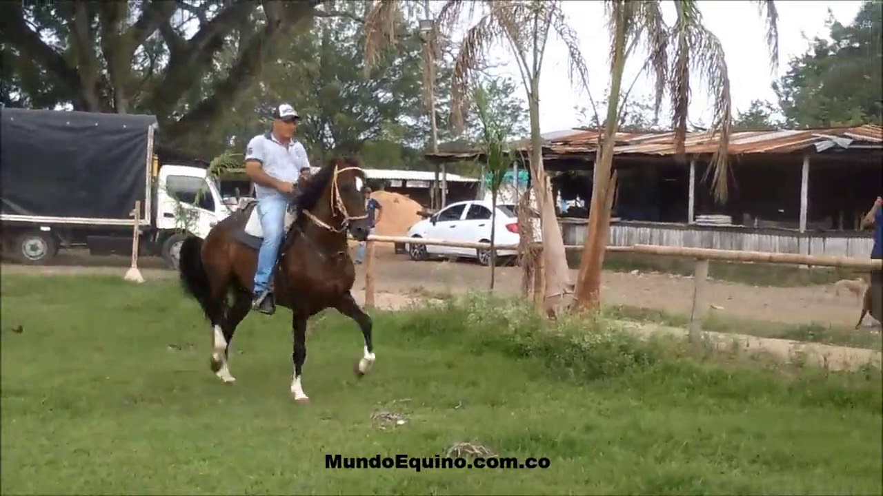 Desvelo hijo de Fara&oacute;n de Gran Dinast&iacute;a x Panacea de Veranos