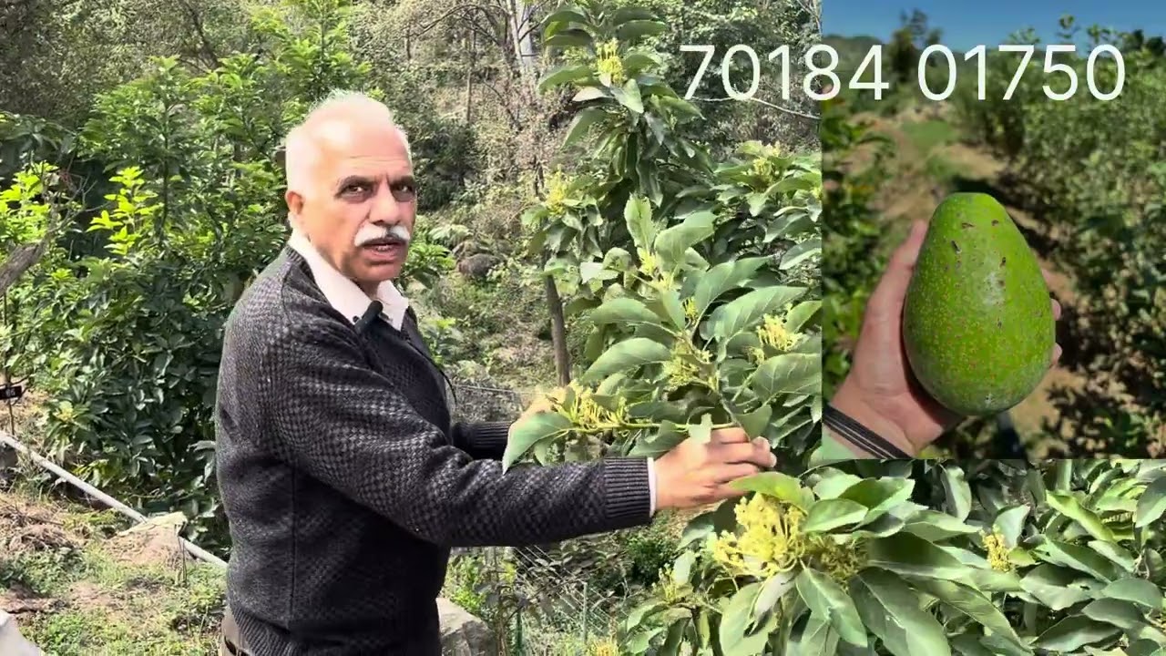 Flowering  and fruit setting stage in hot climate apple Anna, wambgue , Avocado, Blueberry explained