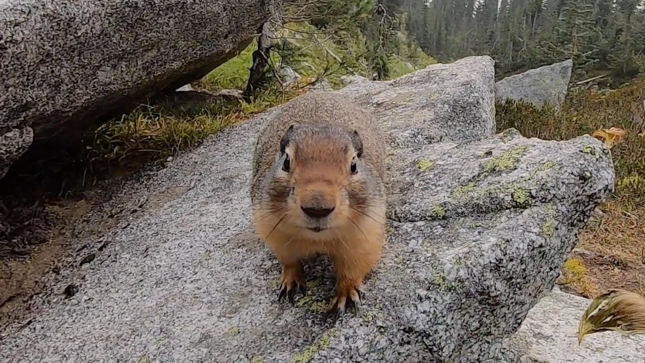 Marmot tries to snatch our GoPro! - Ep 1: Kokanee Glacier Park