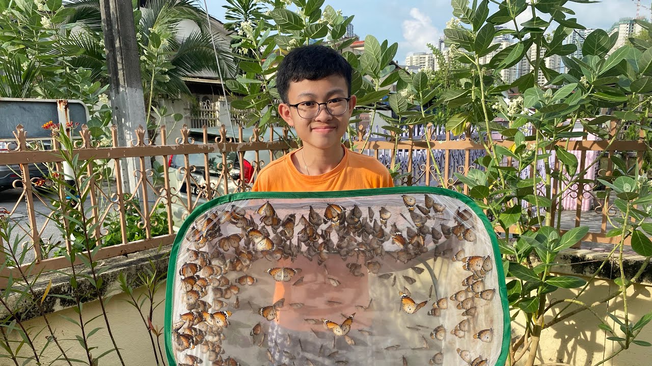 Butterfly life cycle of Danaus chrysippus (HOME PROJECT CONSERVATION II)#Butterflyrelease#PlainTiger