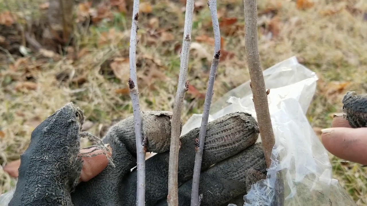Clone Your Fruit Trees! Making A Cherry Tree From A Sucker And Excess Growth