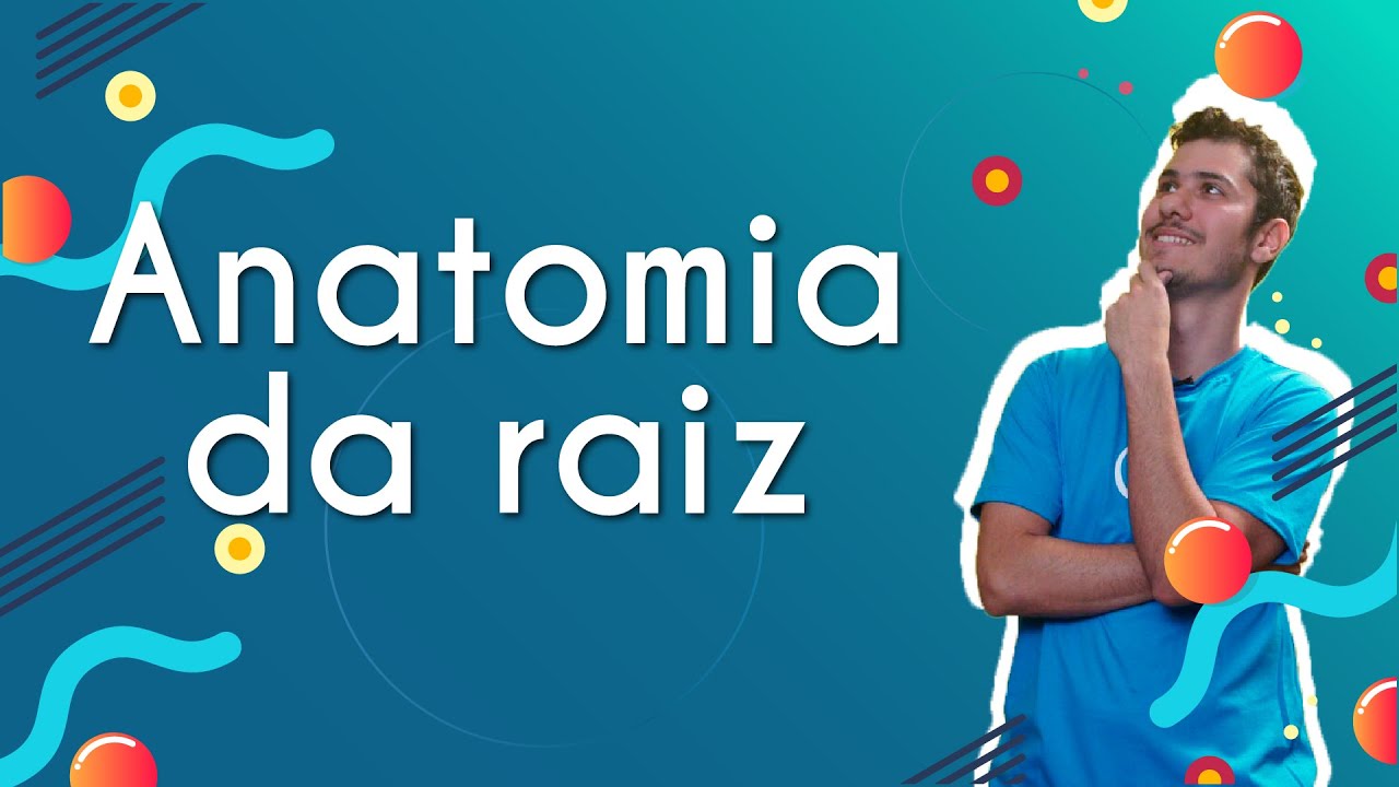Anatomia da raiz  - Brasil Escola