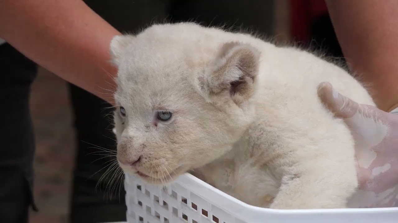 ZooTV Fehér oroszlánok