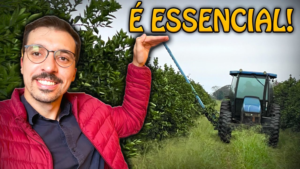 TUDO SOBRE PODA EM POMARES DE LARANJA!