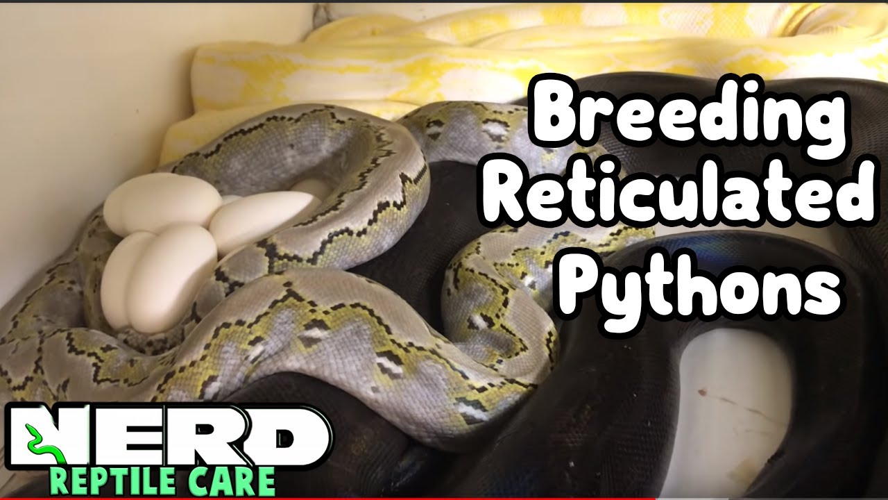 BREEDING RETICULATED PYTHONS + GIANT SNAKES