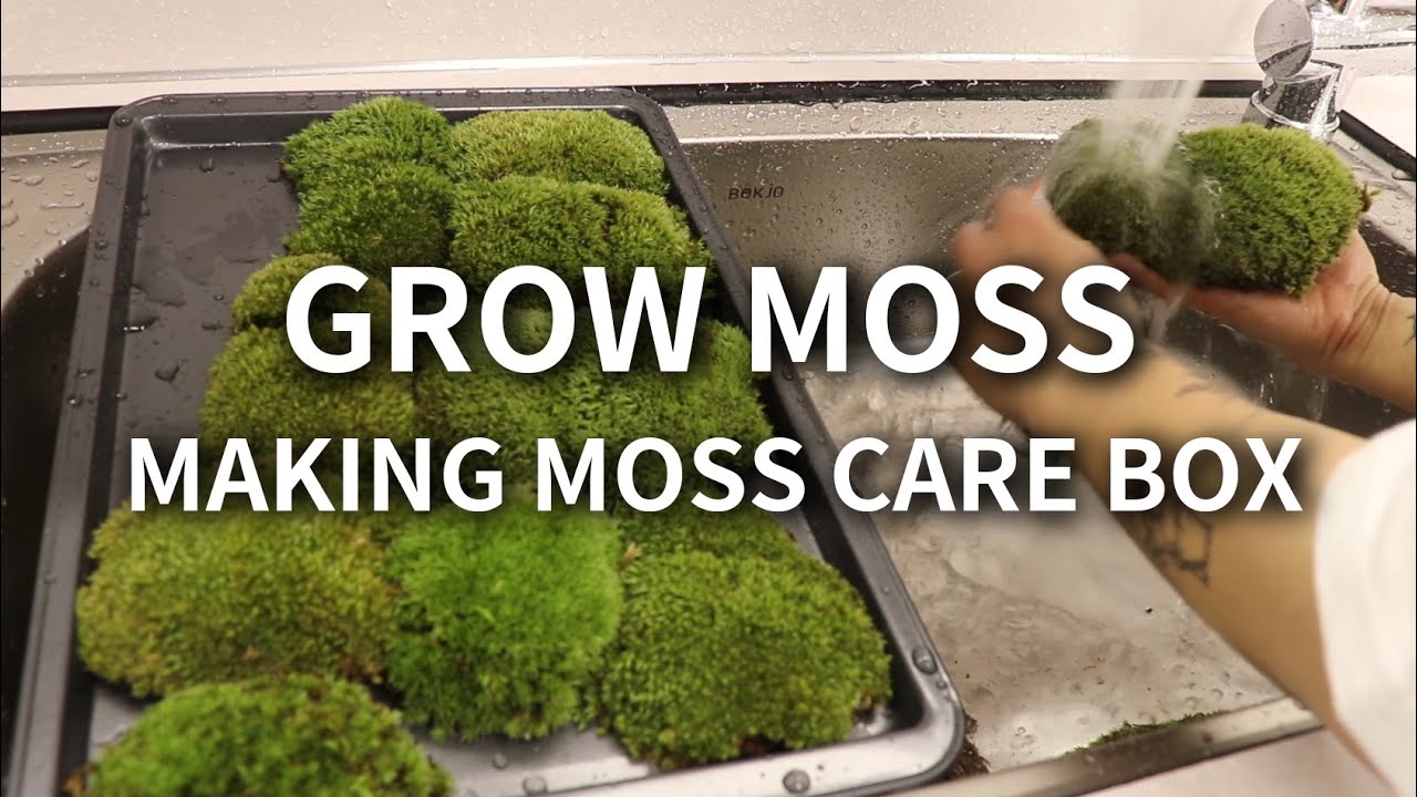 흙없이 이끼 키우기! 비단이끼 케어박스 만들기 GROW MOSS ㅣMAKING A MOSS CARE BOX