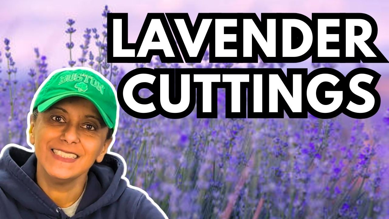 How to Propagate Lavender from Cuttings For Free Plants