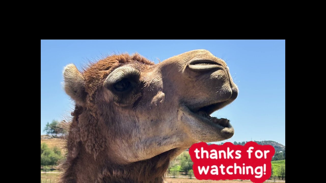 Oasis Camel Dairy, Ramona, California #campinglife #retiredlife #camel #fulltimervers