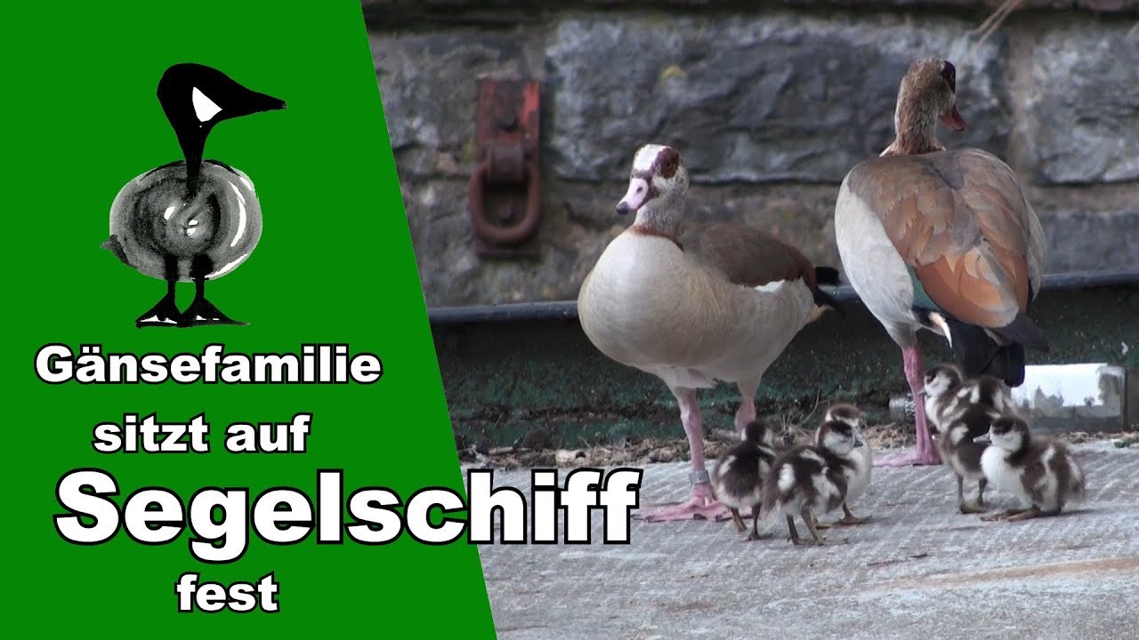 Gänsefamilie sitzt auf Segelschiff fest - Tiernotruf #214