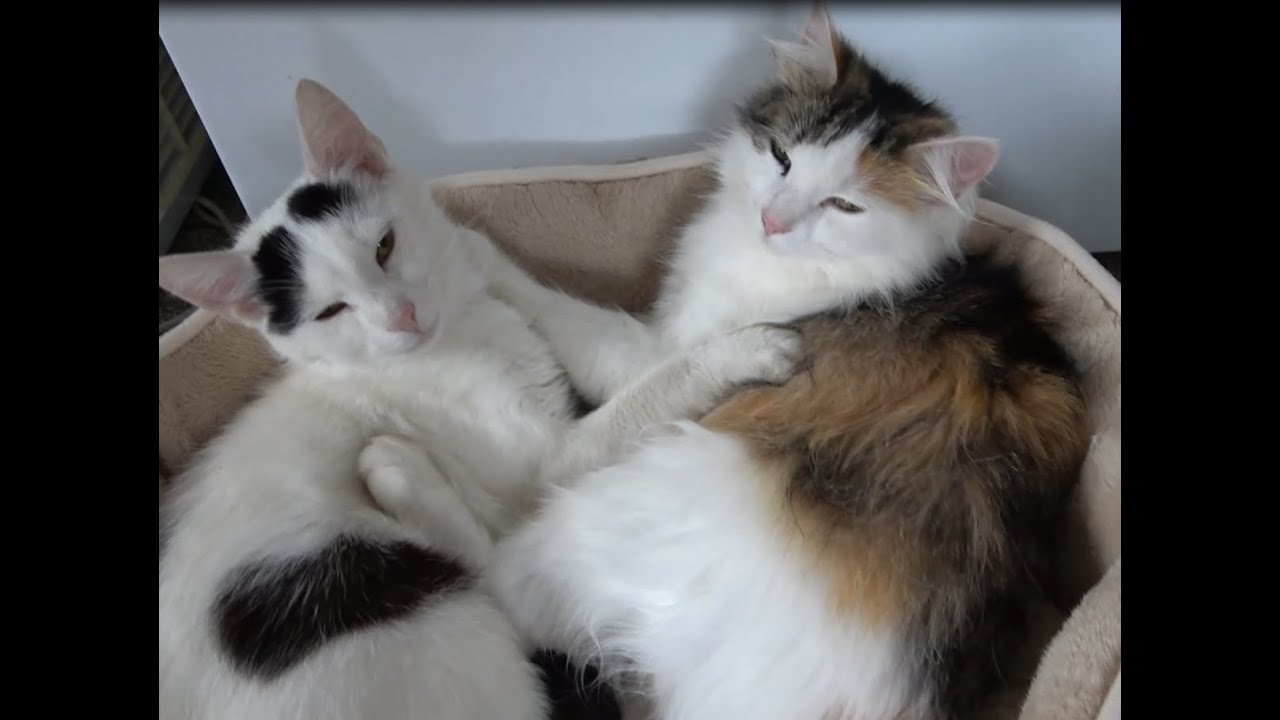 Katze und ihr Kätzchen