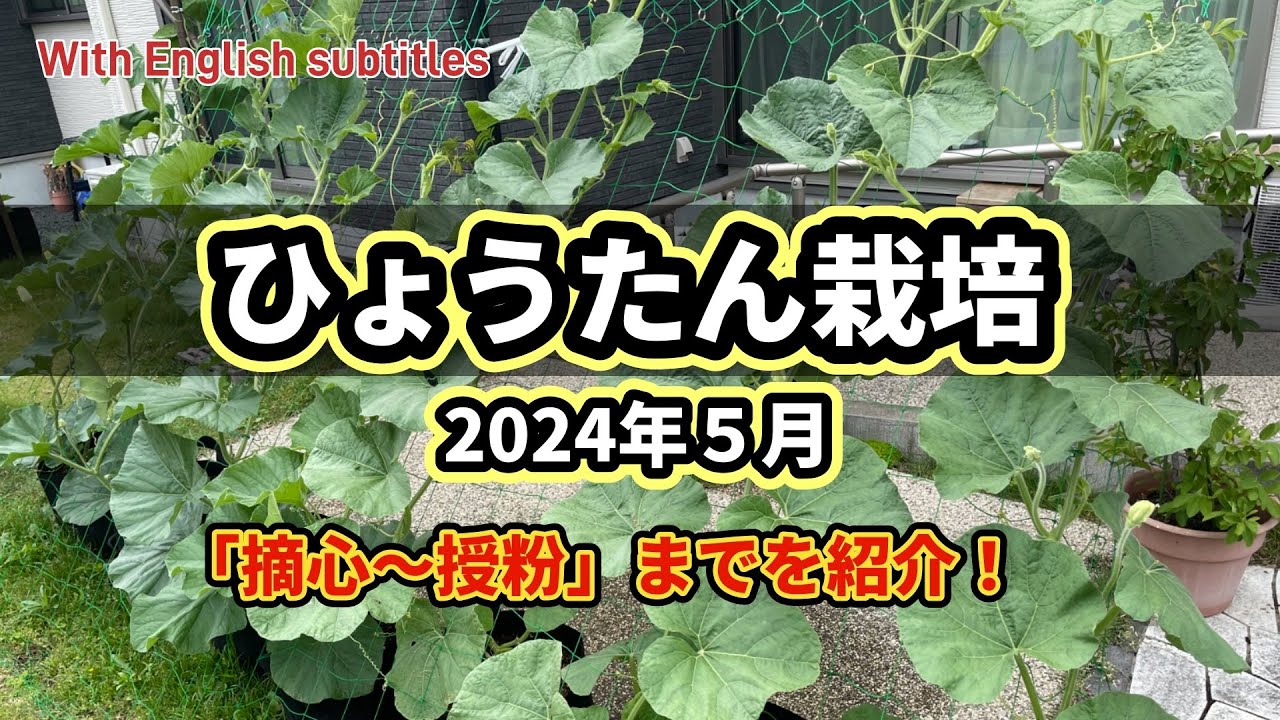 【ひょうたん栽培2024②】５月（摘心〜授粉）