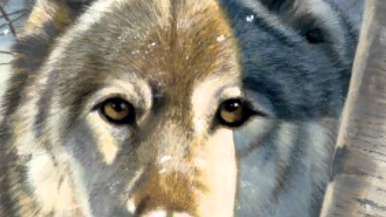 WOLVES