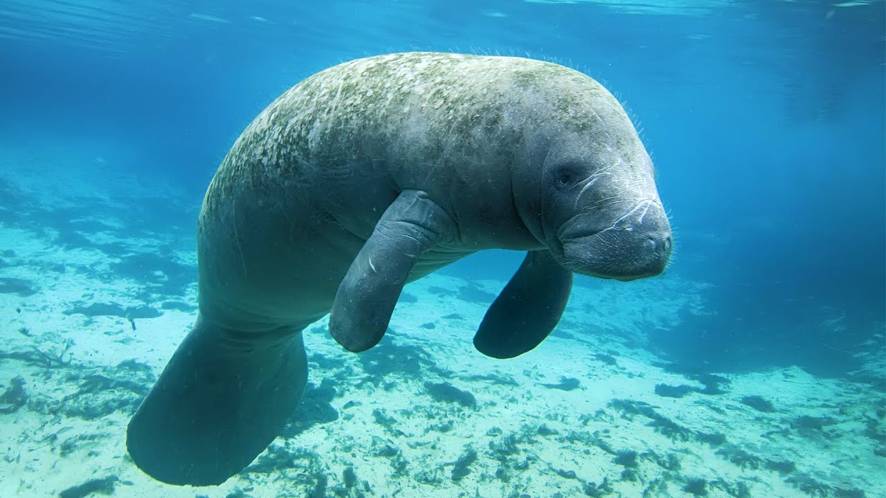 Snorkeling with manatees, Crystal River FL