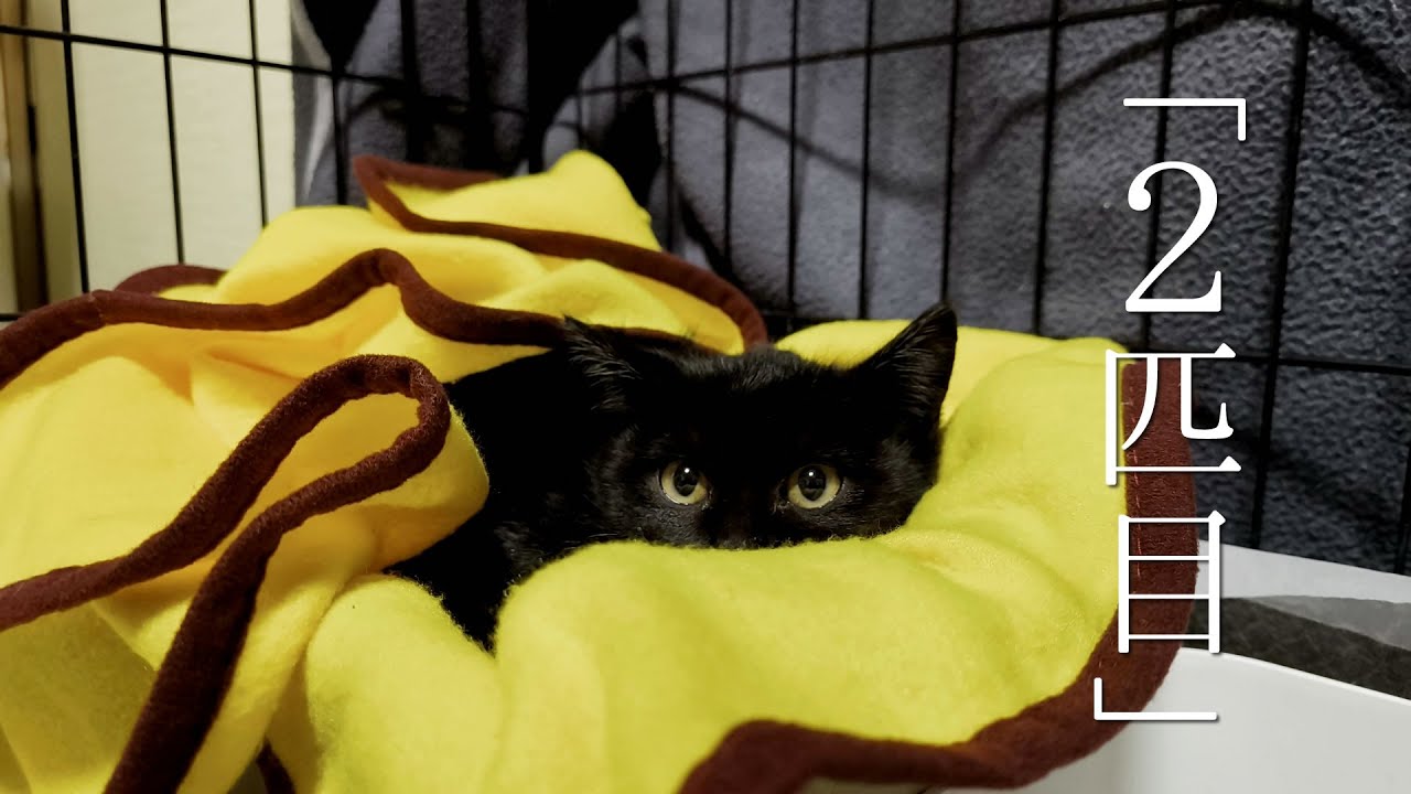 雪が降る中、2匹目を保護。ビビリの子猫ちゃん【保護猫　子猫】I rescued my second kitten in the snow. He was a timid kitten.