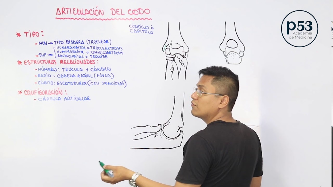 ARTICULACIÓN DEL CODO