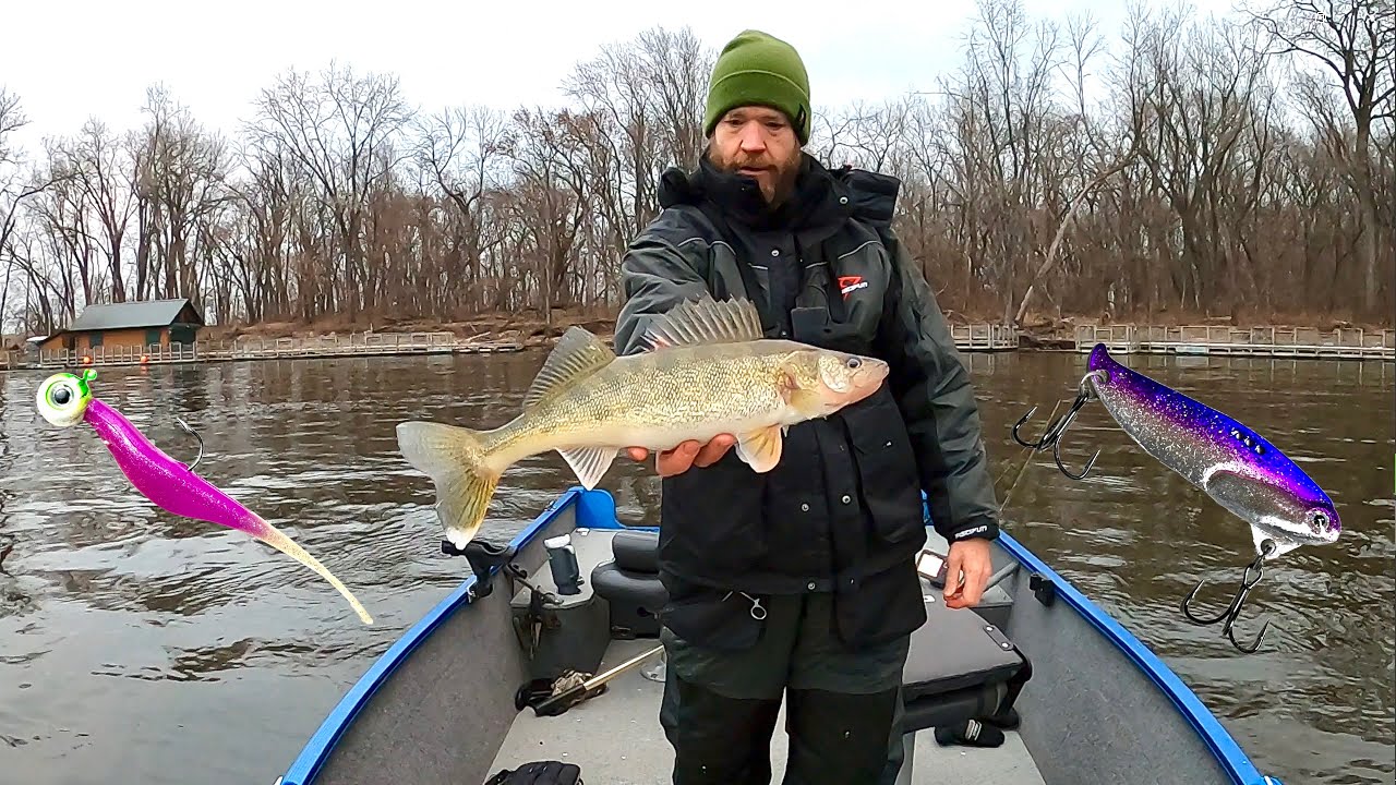 Winter Walleye below a Mississippi River Lock and Dam