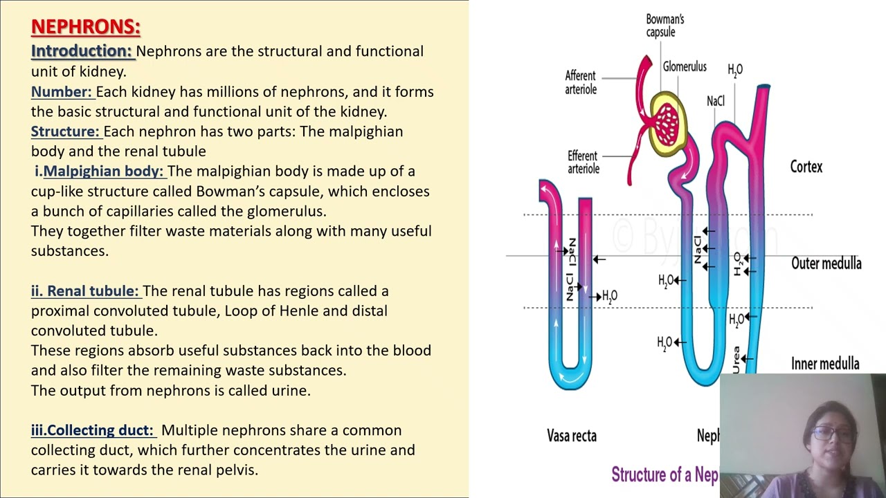 Excretory system in human part I. #cbse #icse #excretory_system #kidney #nephron #education #class10