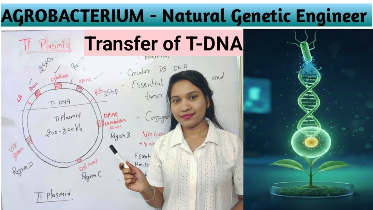 Agrobacterium - Natural Genetic Engineer | agrobacterium meditate gene transfer | Transfer of T DNA 