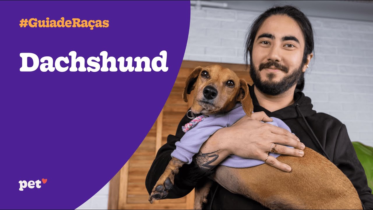 Guia de raças | Dachshund