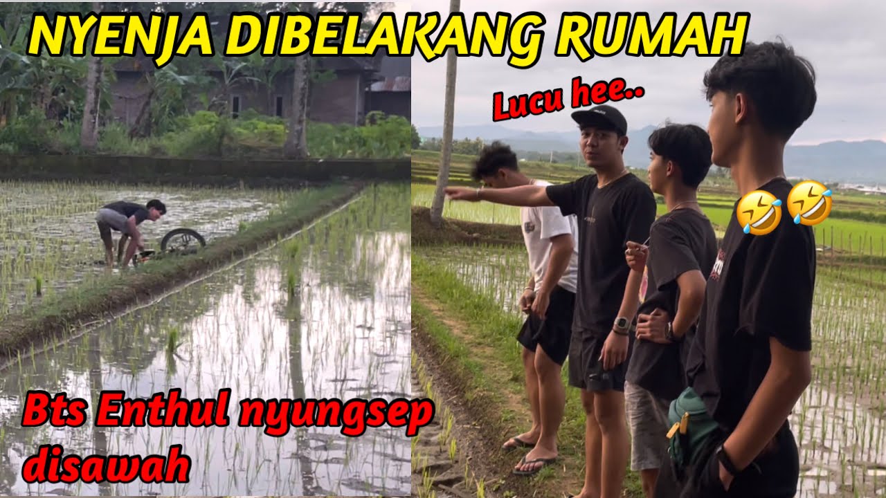 ENTHUL NYUNGSEP KE SAWAH🤣 || NYENJA DIBELAKANG RUMAH