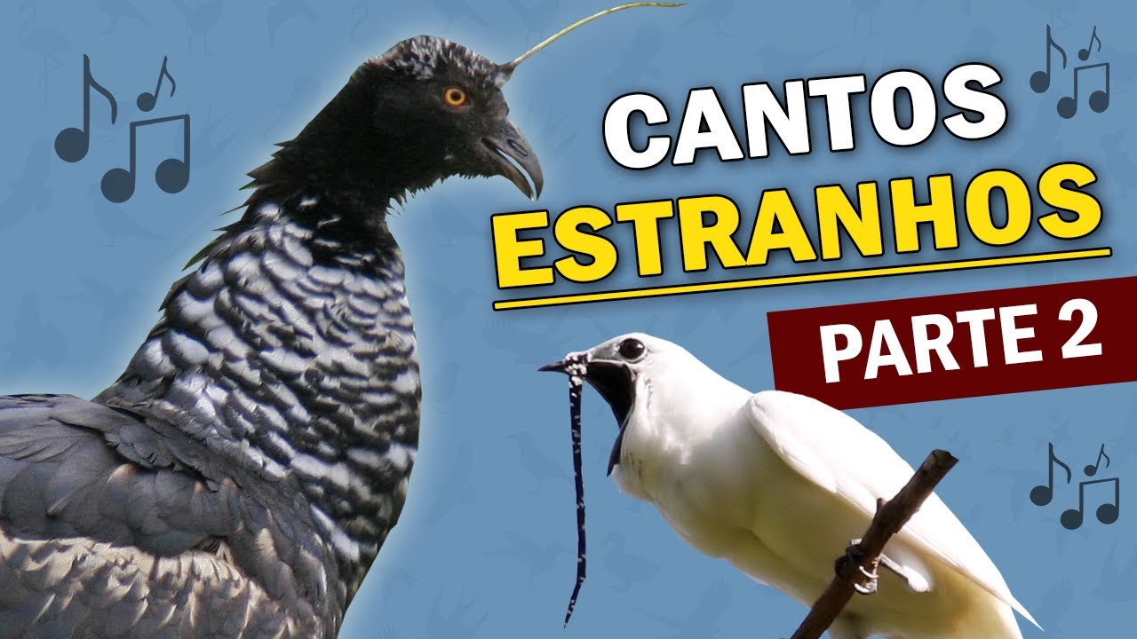 AVES com CANTOS ESTRANHOS #2 | 12 PÁSSAROS brasileiros com vocalização estranha ou diferente