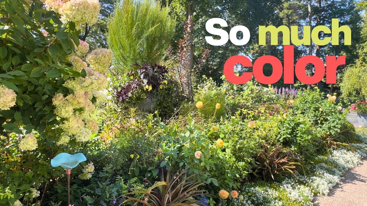 A late summer garden stroll full of color