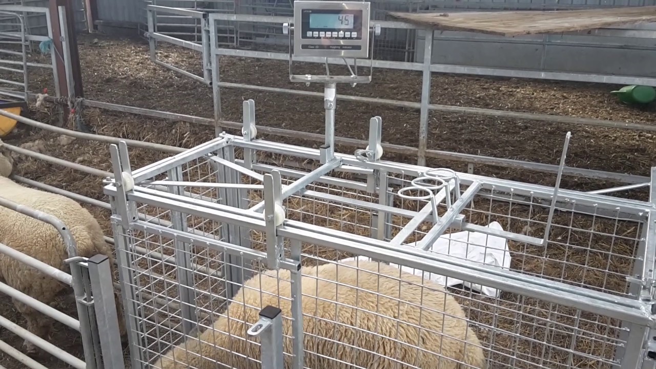 sheep 3 way sorting scales