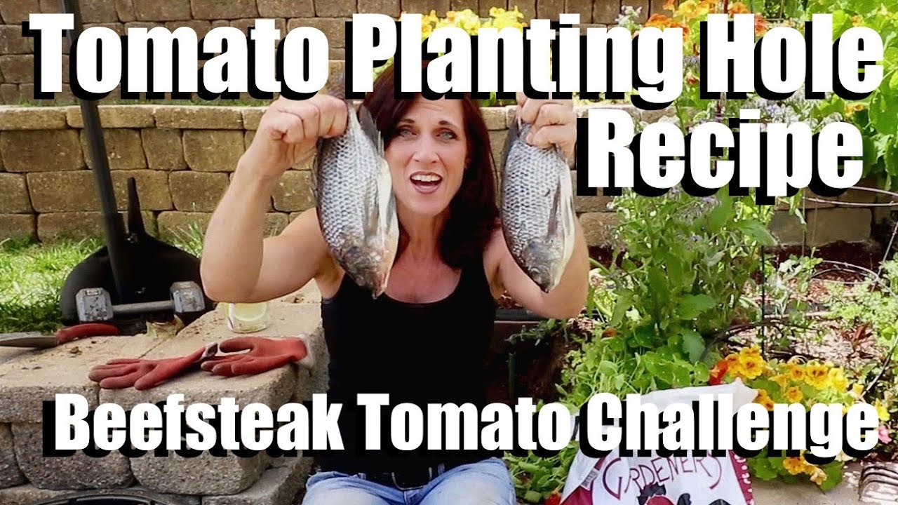 Growing Large Tomatoes: Tomato Planting Hole Recipe, Sub Irrigation // Beefsteak Tomato Challenge #2