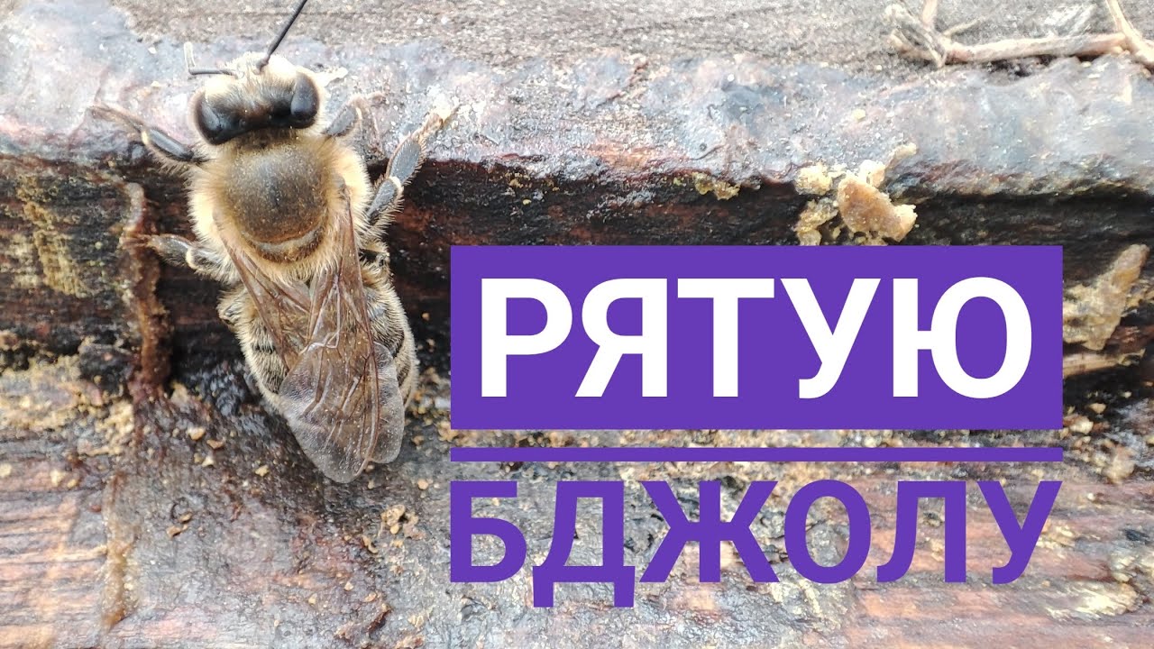 ✅Порятунок бджіл взимку