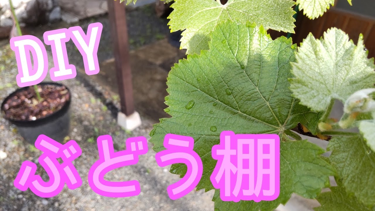 DIY 木製ぶどう棚を作ります 材料を集めて2日間で作ります