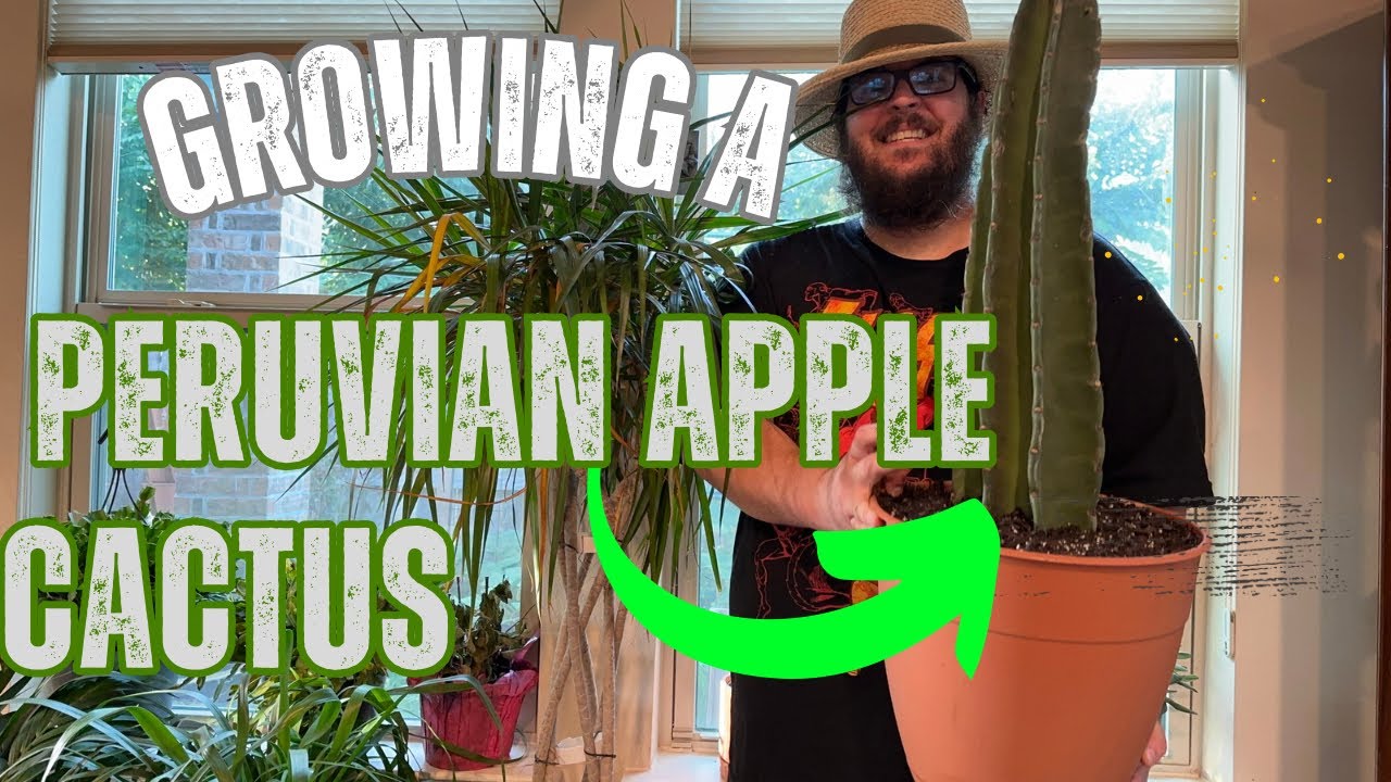 How to Grow a Peruvian Apple Cactus (The Fruit is Edible)