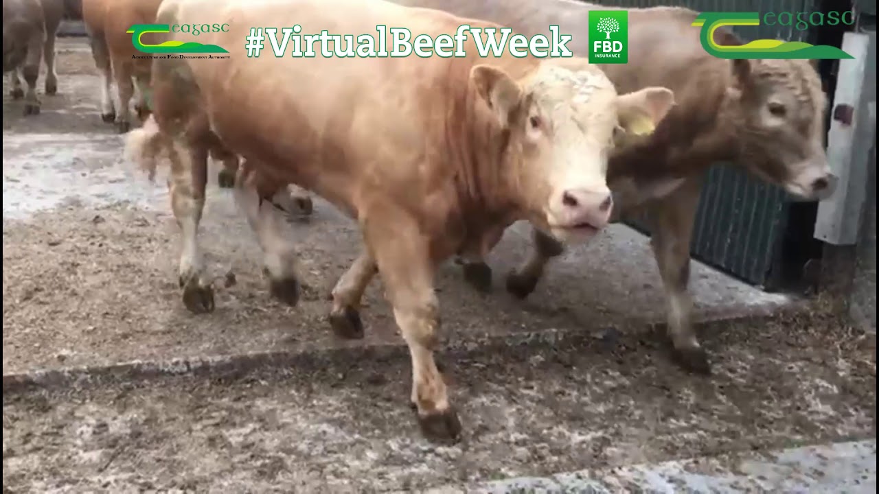 System Focus: Under 16 month Bull Beef Production
