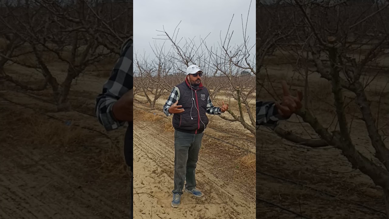 كسر السكون في الخوخ              م سيد مبروك جابر