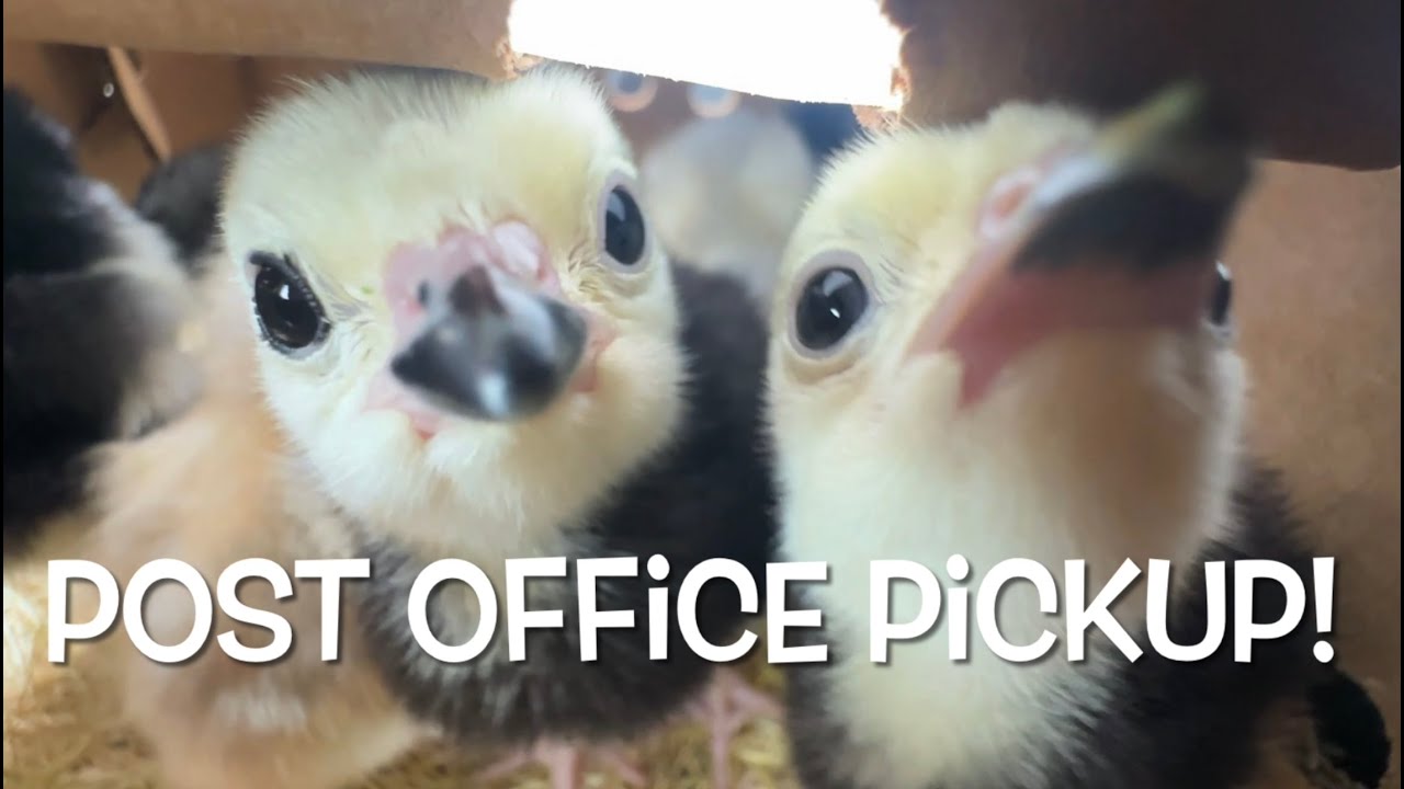 Post Office Pickup: Baby Chicks and Turkeys Have Arrived!