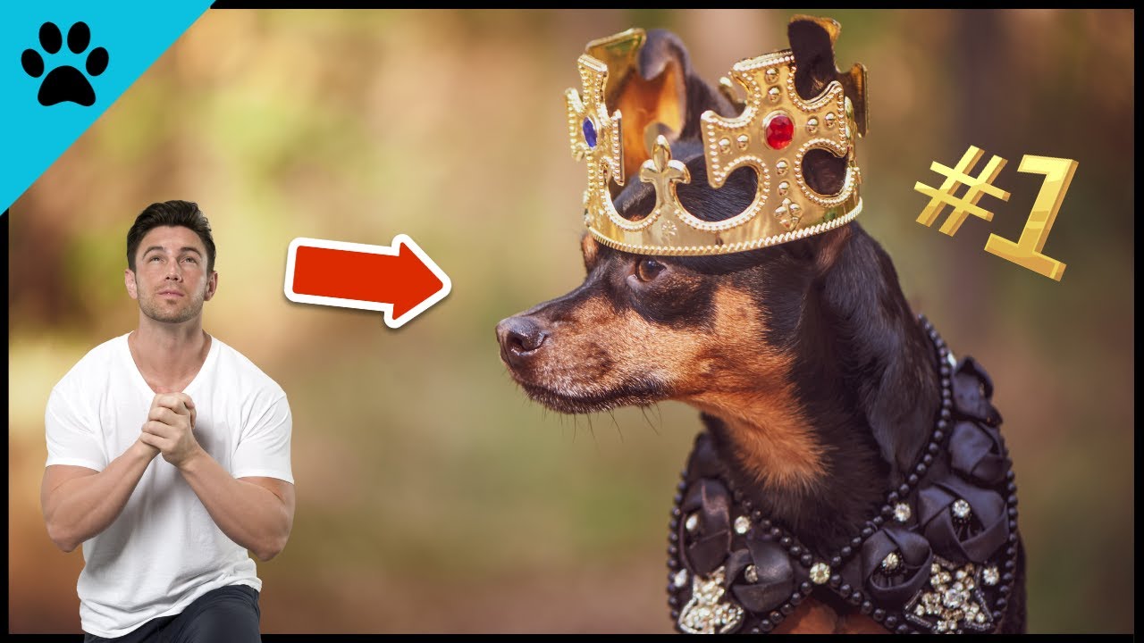 Denkt dein Hund, dass er der BOSS ist?