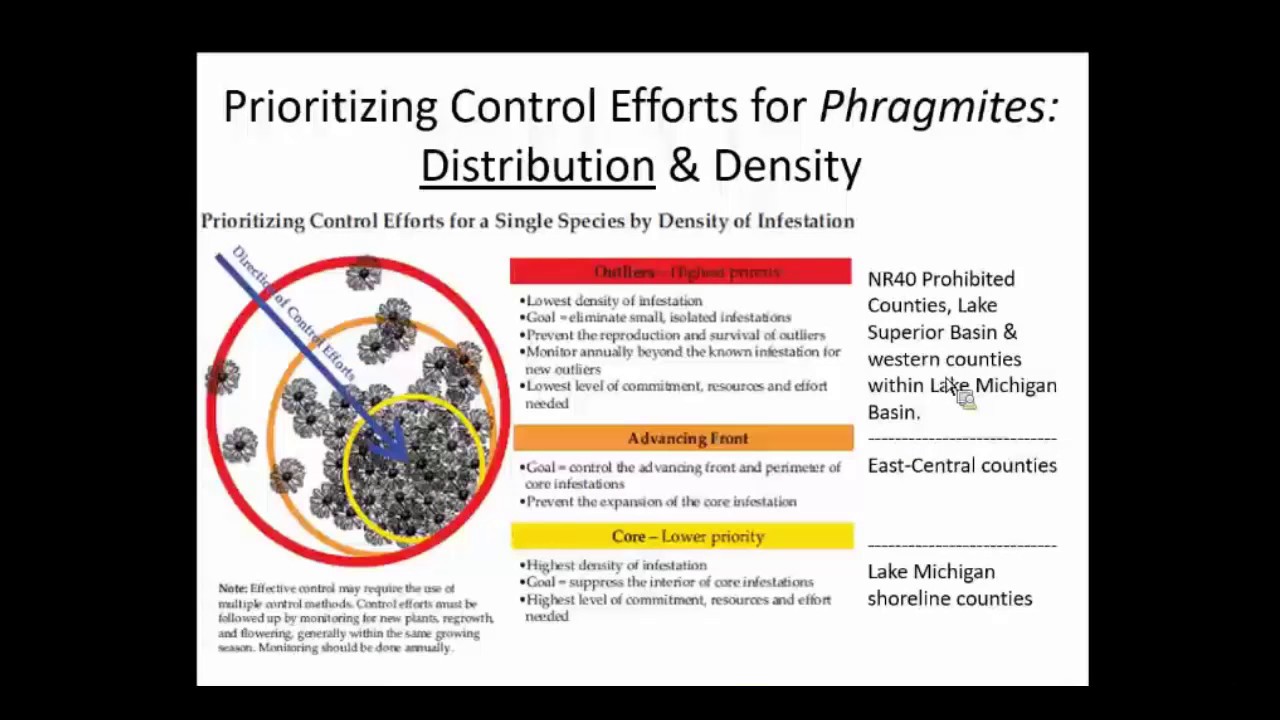 Phragmites Management in WI