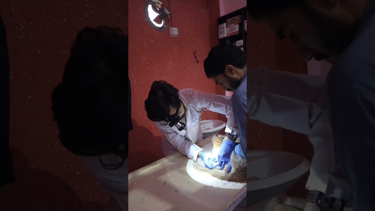 Urethral Catheterization in Cat 🐈  part 1 #treatment #ytshorts #trending #pets