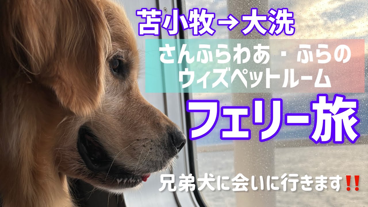 【大人気】ウィズペットルームで快適なフェリー旅in商船三井「さんふらわあ」❣️ゴールデンレトリバー烈
