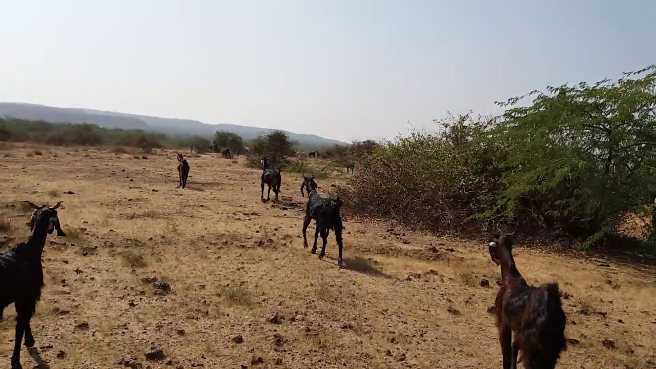 Banni grasslands