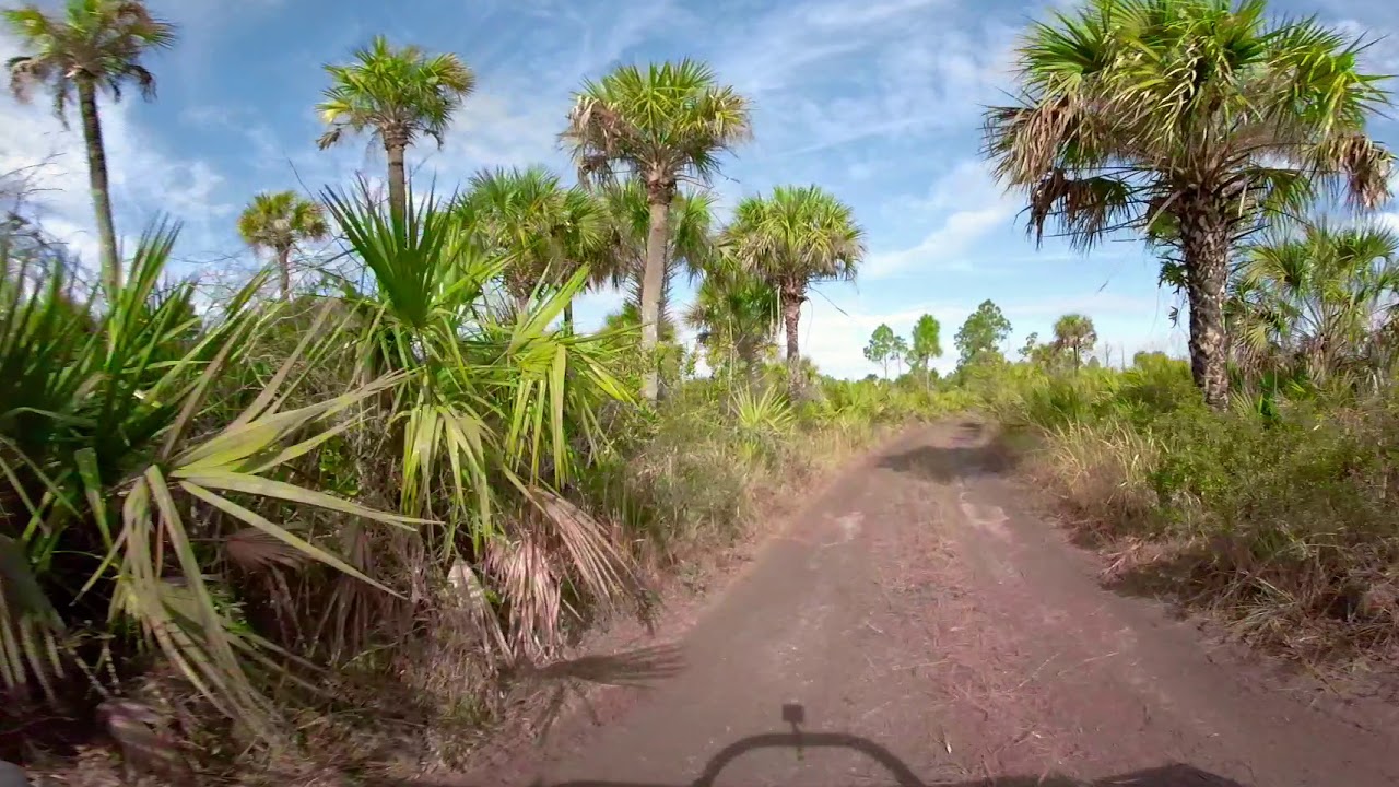 Bear Island  Big Cypress Preserve Florida