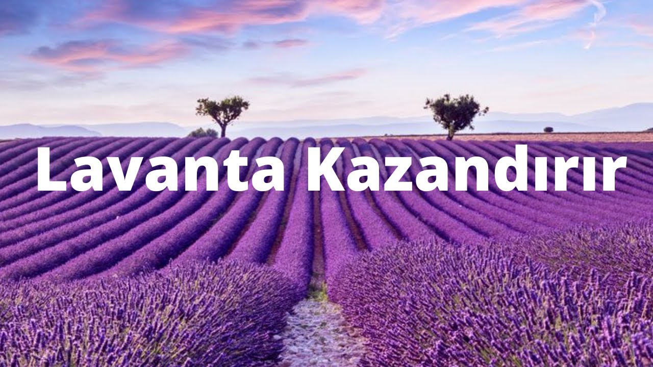Lavanta ekin, kazanın 10 dönüme kaç lira kazanırsınız, lavanta yağı 2021 kaç lira. İzleyin