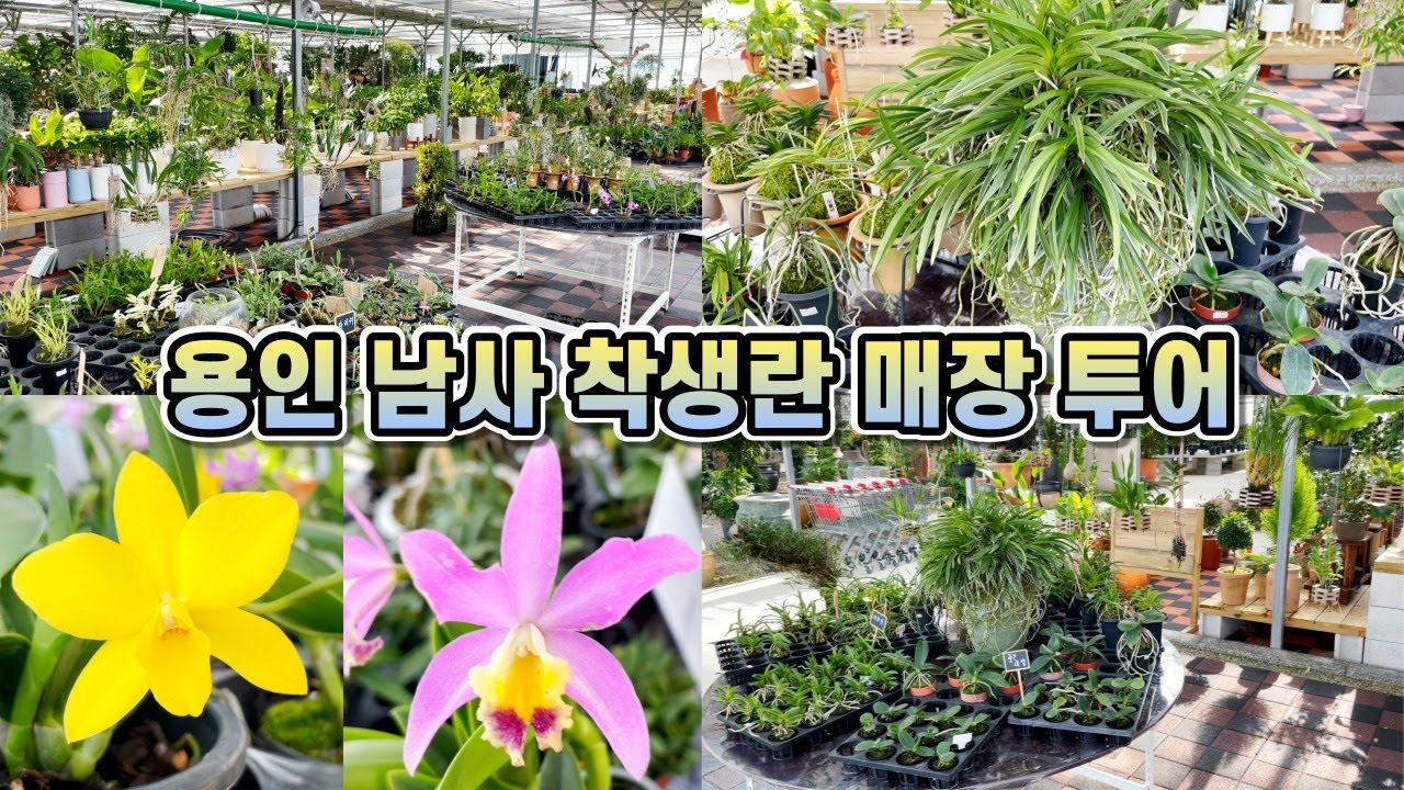 용인 남사 착생란 매장투어!! 동양란, 서양란, 신비한 착생란들이 한곳에!!
