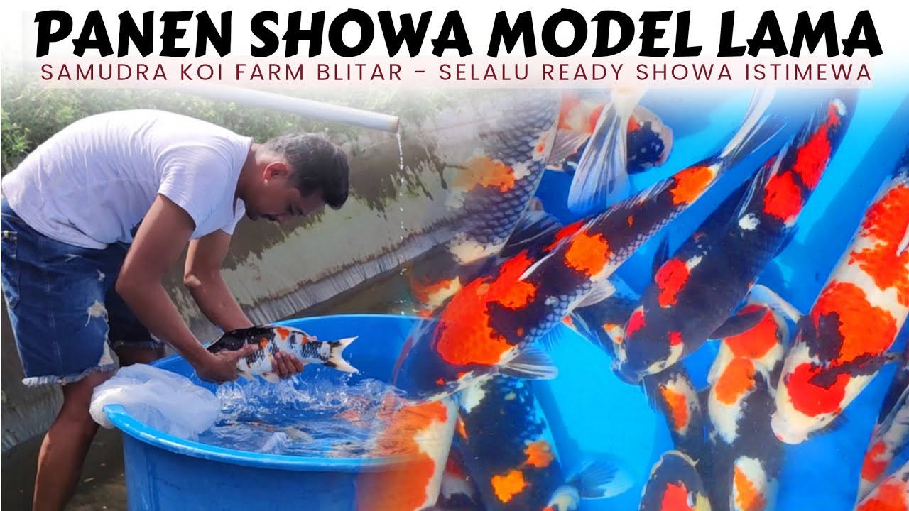 Merah Menyala❗Panen Showa Model Lama | Samudra Koi Farm Blitar