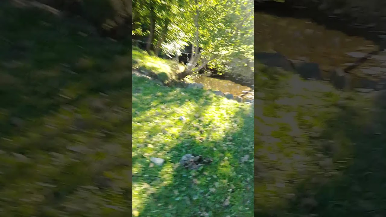 Spissfleinsopp I Norge hvor på beite skal du leite etter fleinsopp