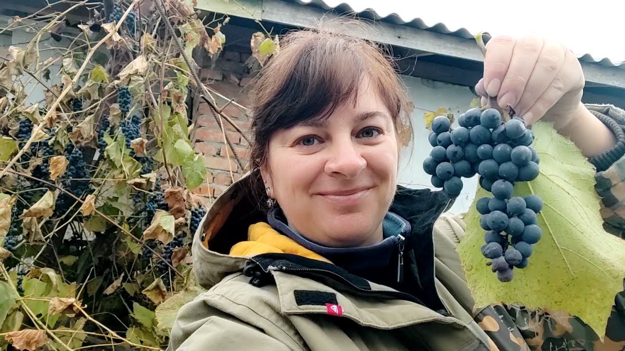 Як зробити домашнє вино із синього винограду.Самий простий рецепт.#Червоневиноізсиньоговинограду
